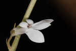 White lobelia